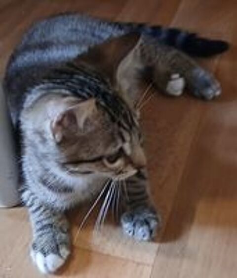   Superbe chaton 