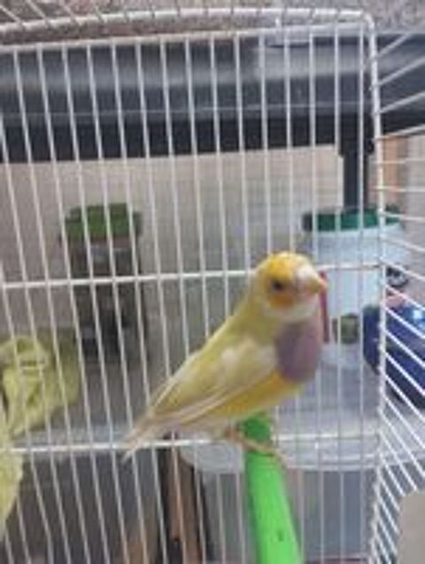   Couple de diamant gould  