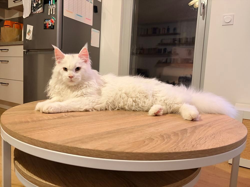   Maine Coon de 10 mois  