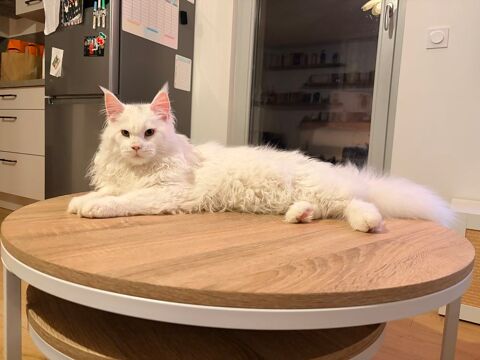 Maine Coon de 10 mois  0 67540 Ostwald