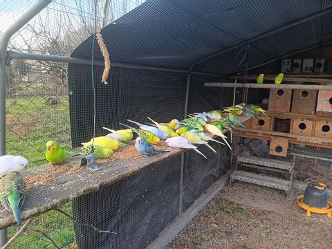 Particulier perruches et Callopsittes 15 01350 Lavours