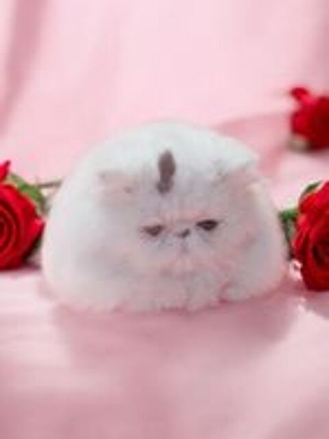   Femelle PERSANE Van brown tabby (3&4*CB) 