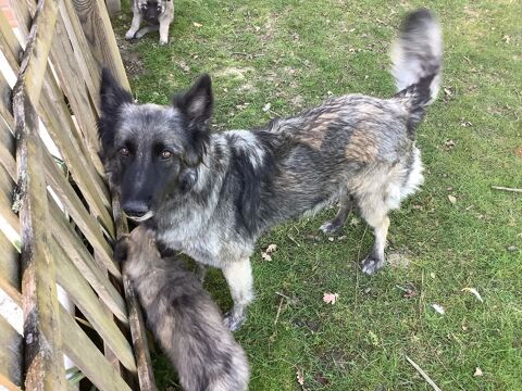 Chiots type berger belge Tervueren &agrave; donner 0 47380 Villebramar