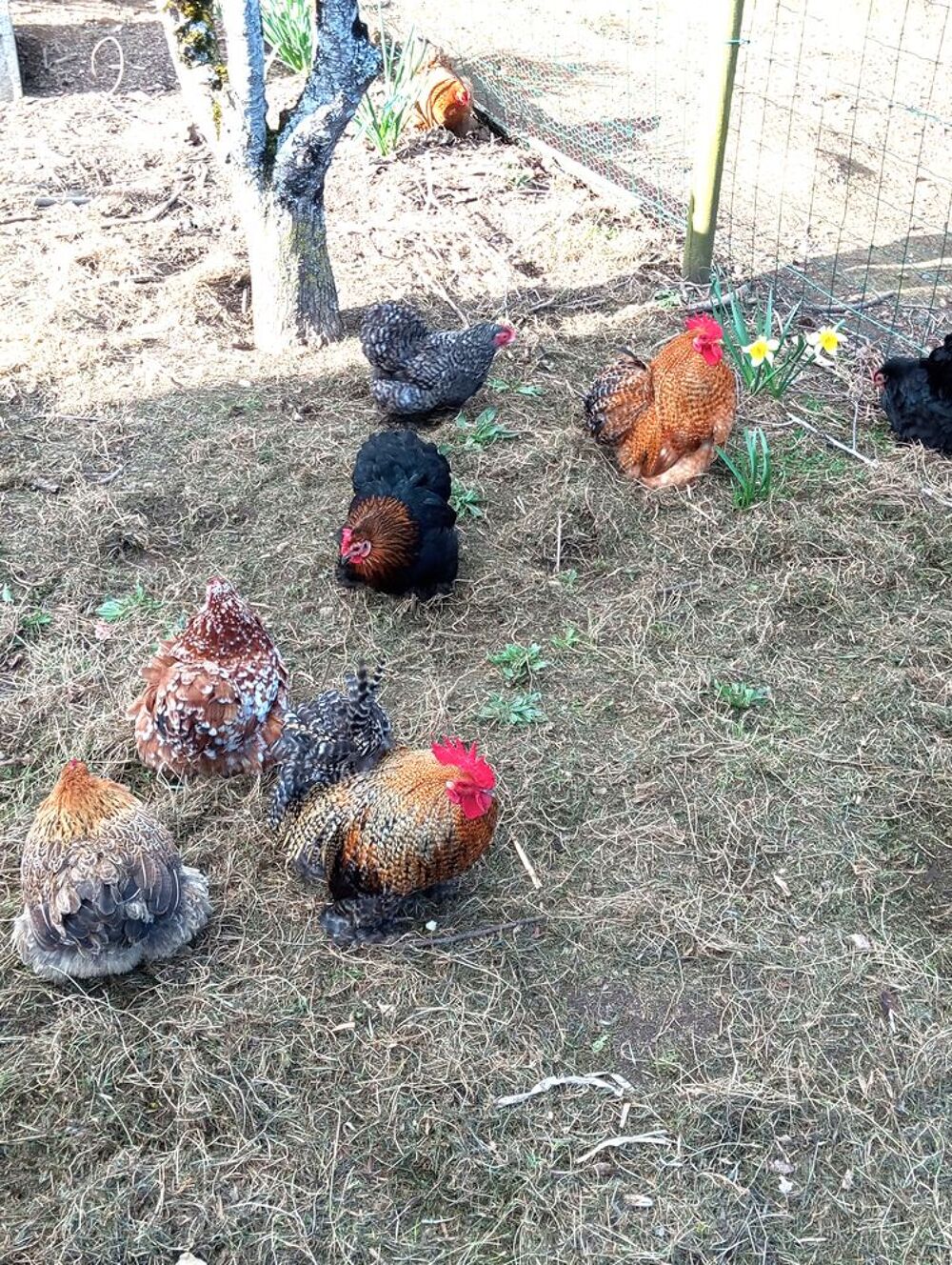   oeufs de pékin (poules naines ) 