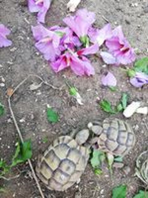   Tortues Grecques 