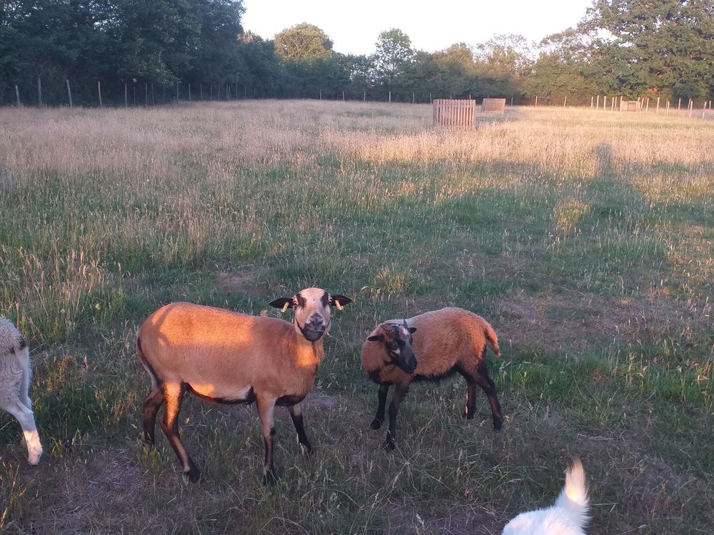   Mouton cameroun  