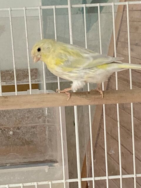 Canaris 15 95330 Domont