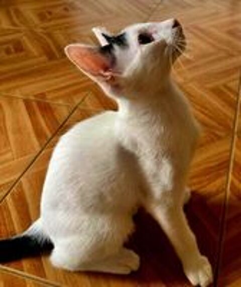   Orus adorable chaton 4 mois cherche famille 