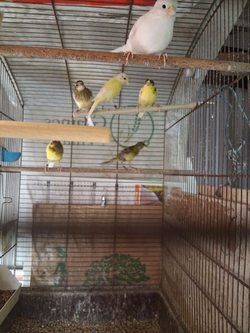   Canari raza  