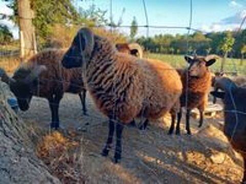   Agneaux Shetland  