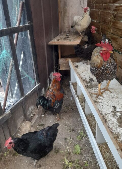 Disponible 2 jeune coqs + 4 poules pondeuses 60 78130 Les mureaux