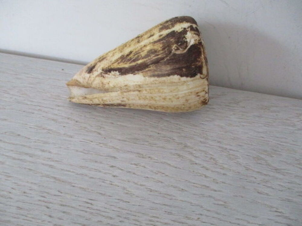 coquillage c&ocirc;ne 