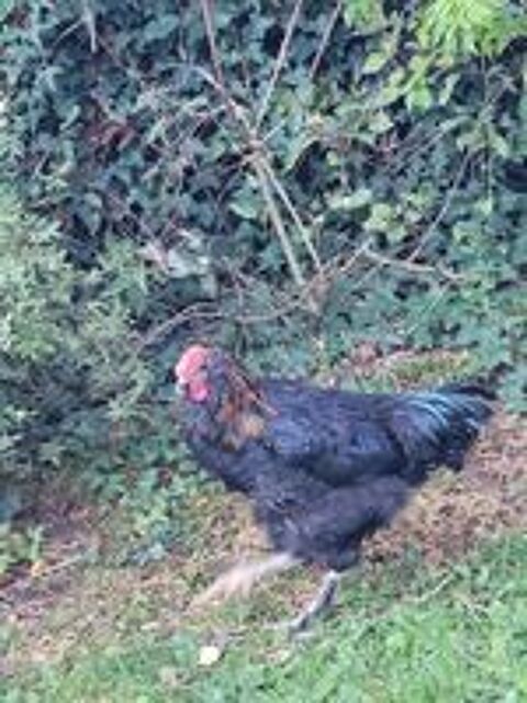   Vent jeune coq 5 mois  