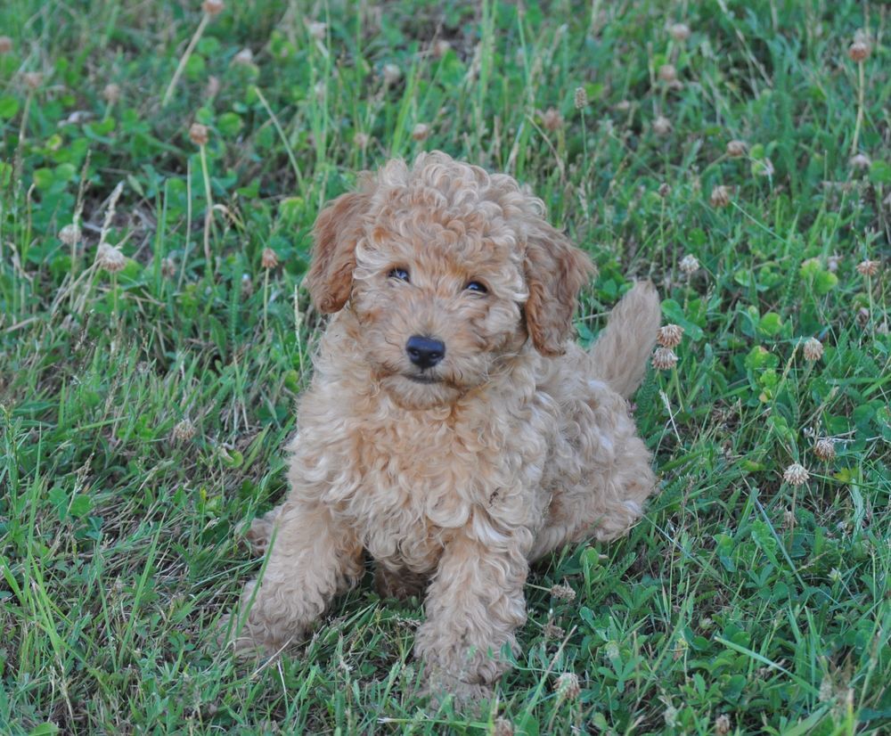   chiot caniche nain male fauve abricot 
