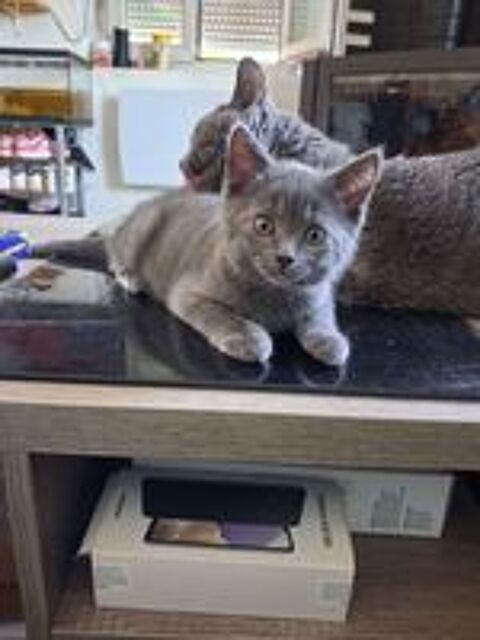   Chartreux  