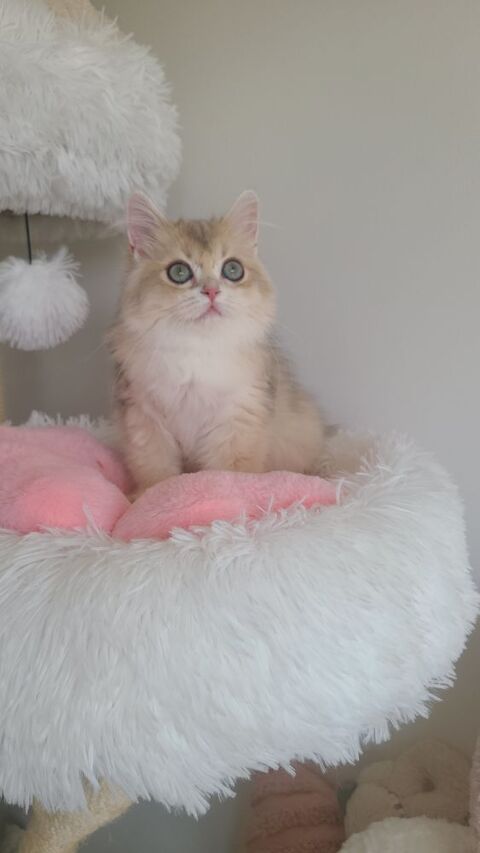 British Longhair disponible 1400 13014 Marseille
