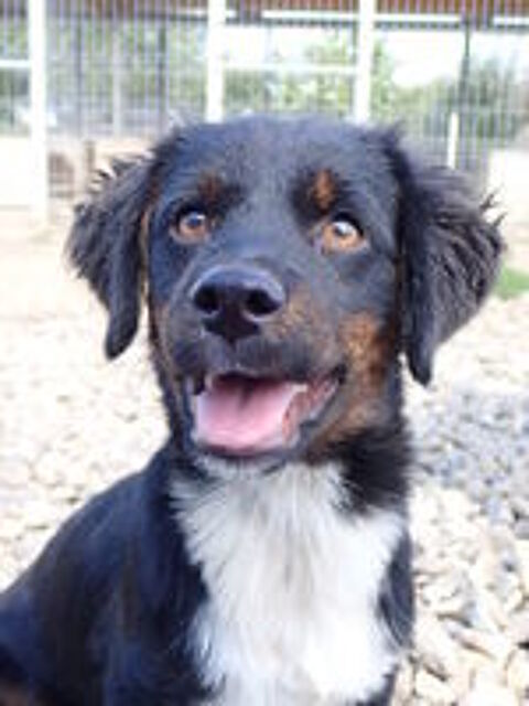  Pocus à l'adoption 