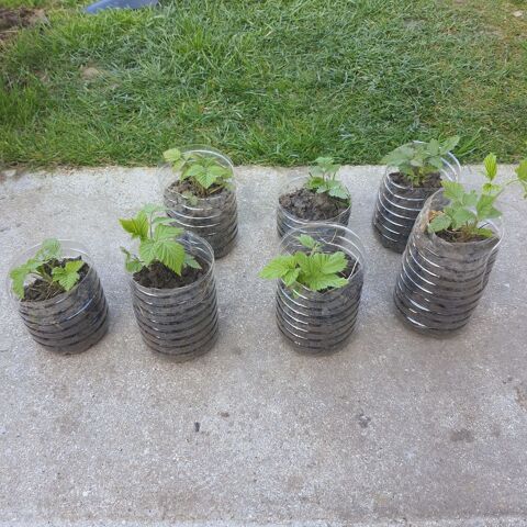 Pieds de framboisiers remontant  2 Maing (59)