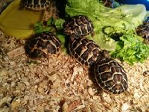   JEUNES TORTUES TERRE 