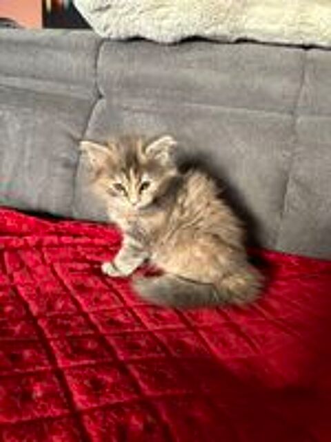   Chaton Maine coon 