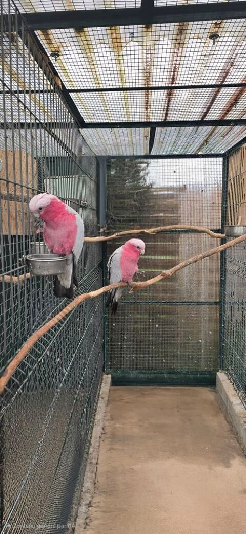 Couple cacatoès 1800 89600 Saint-florentin