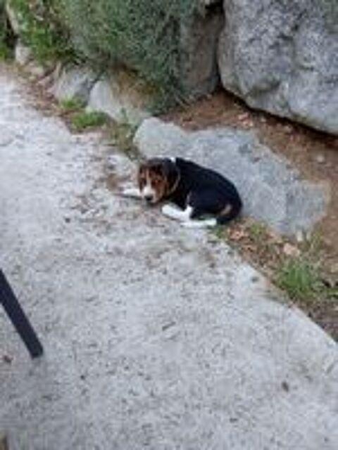   Chiots beagle LOF  