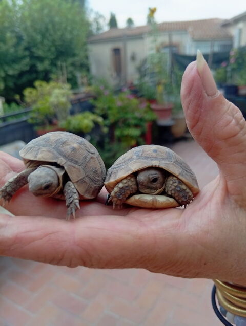 Propose la Tortues grecque de deux ans 50 30000 Nîmes