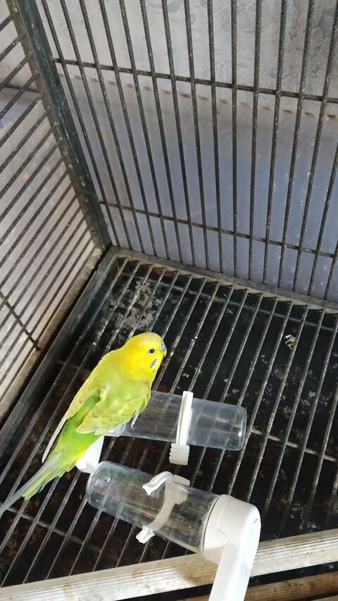 Perruche m&acirc;le jaune et vert 10 02700 Fri�res-faillou�l