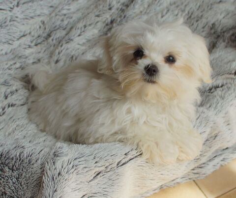 Magnifique femelle bichon maltais miniature 1500 82110 Lauzerte