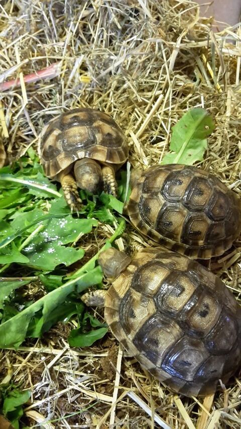 TORTUES DE TERRE RHONE-ALPES 60 01000 Bourg-en-bresse