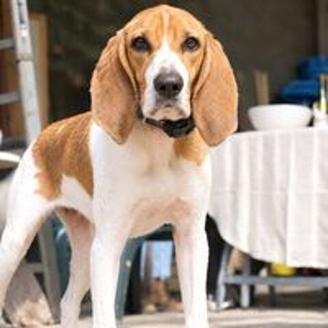   Tropico - beagle de 4ans 