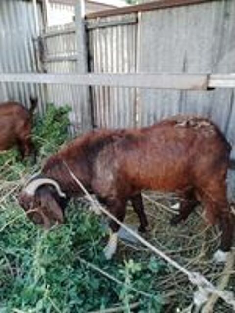   2 boucs adultes et une chvre adulte 2500 