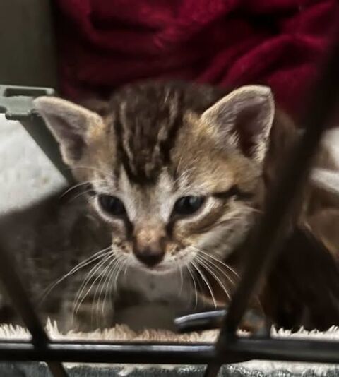 Chat AZUR à la réservation 130 26700 Pierrelatte