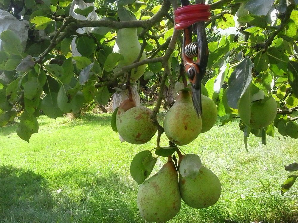 poires Jardin