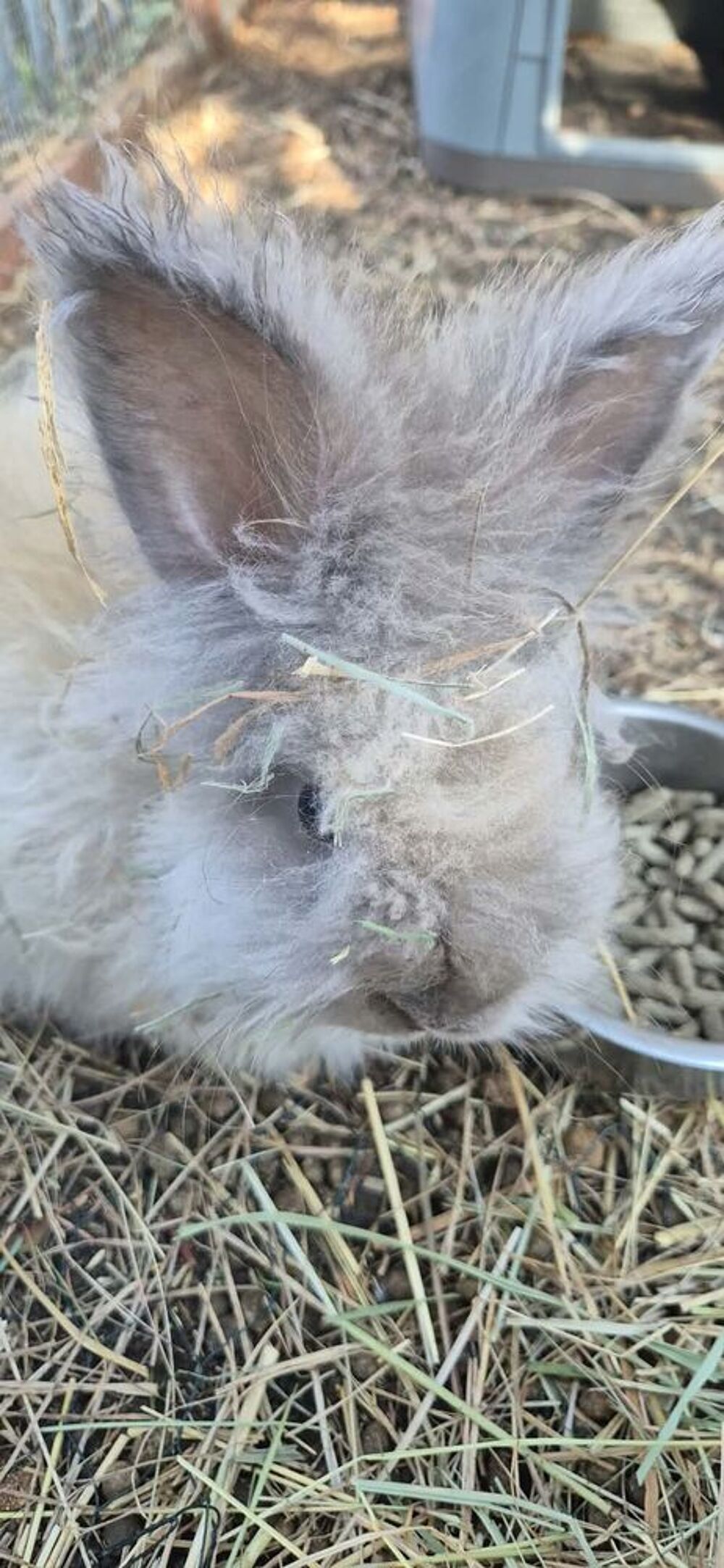   Lapin angora 