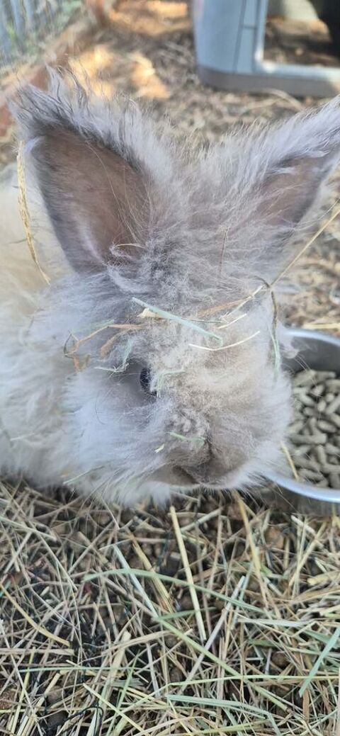 Lapin angora 0 24320 Verteillac