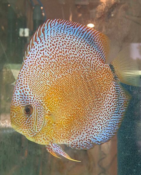 Discus 1 01420 Seyssel