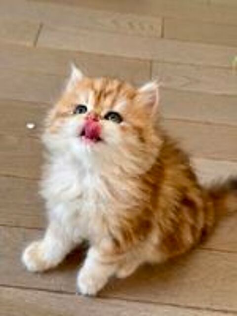   Magnifiques chatons British LOOF 