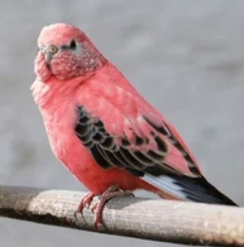 Cherche perruches Bourkes et Toui Catherines 0 30100 Al�s