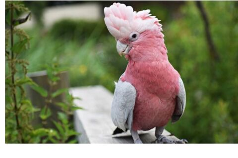 Recherche cacato&egrave;s rosalbin EAM ? Normandie / Caen 0 14210 Cheux