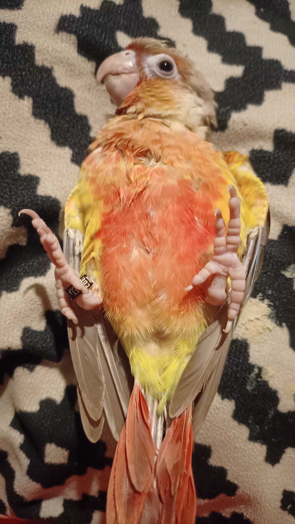 perroquet Conure Ananas EAM 2 mois Bricolage