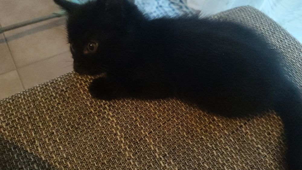   Chatons à donner  