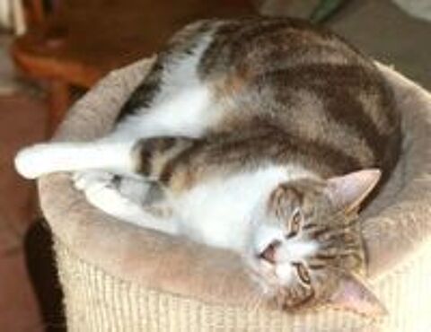   ESPOIR FEMELLE SENIOR TIGRE BLANC 11 ANS 