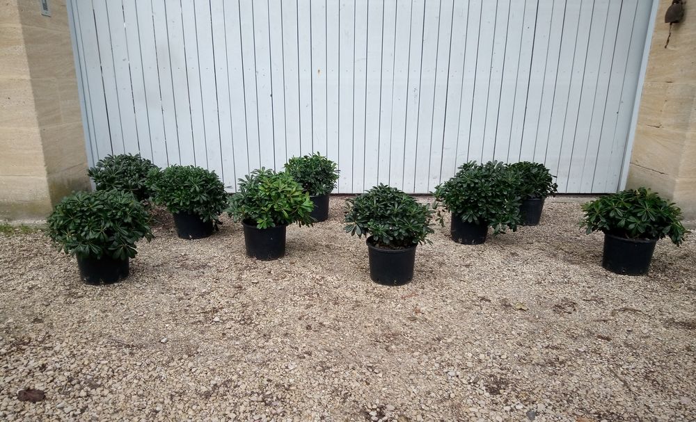 Arbuste nain Pittosporum 'Tobira Nana' en container. Jardin