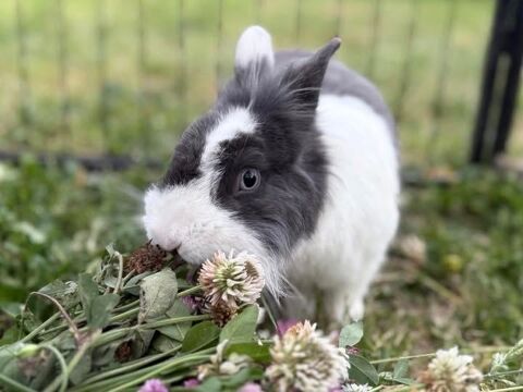 Lapin PANPAN à l adoption 50 26790 Tulette