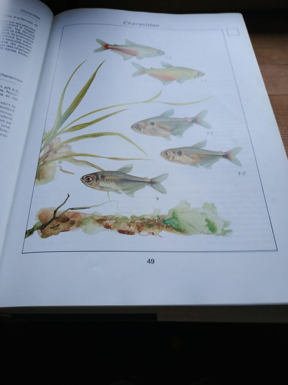 encyclop&eacute;die des poissons d'aquarium Livres et BD