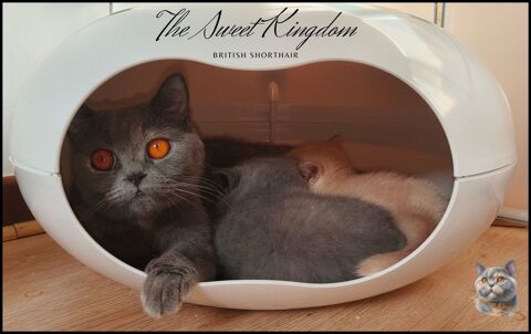 Chatons British Shorthair LOOF 1600 31000 Toulouse