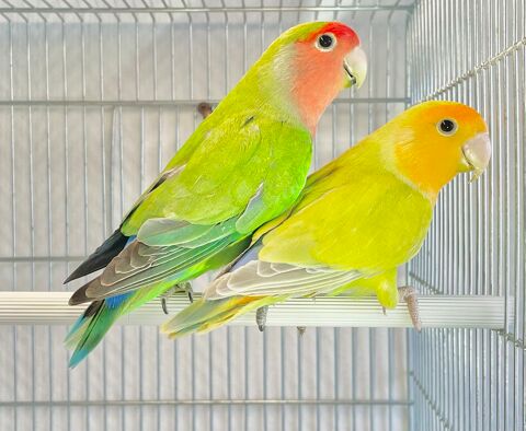 Tr&egrave;s Beaux Ins&eacute;parables Roseicolis EPP Pr&ecirc;t &agrave; Reproduire 25 59 94450 Limeil-br�vannes