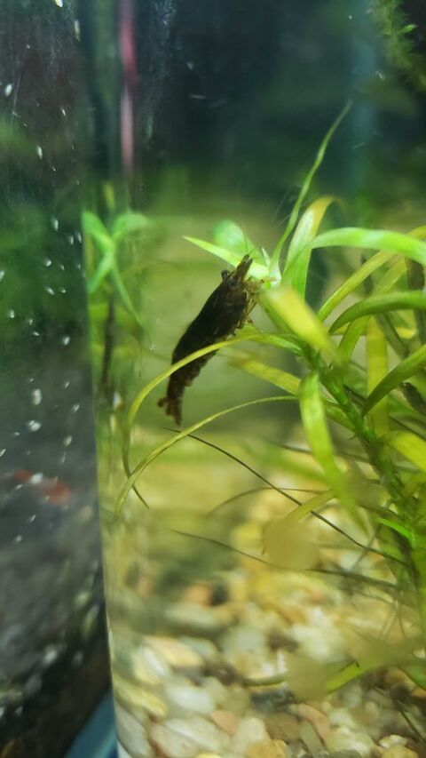 Crevettes neocaridina 3 26780 Allan