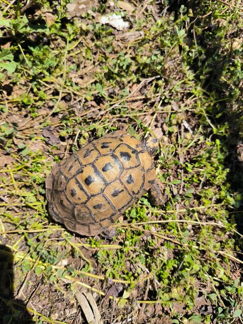 Tortue de terre m&acirc;le 6 ans 100 83400 Hy�res